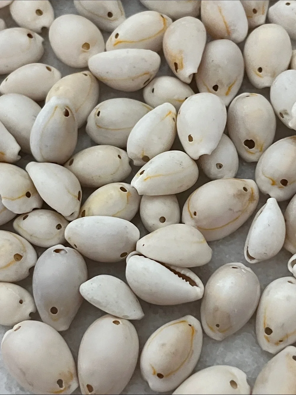 100 Natural White /Yellow Cowrie Shell Beads - Strand Ready Drilled East to West
